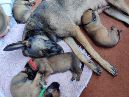 Malinois Welpen mit Ahnentafel