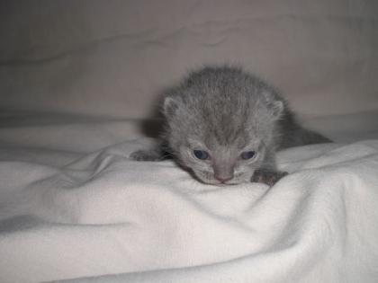 BKH Kitten mit Papiere