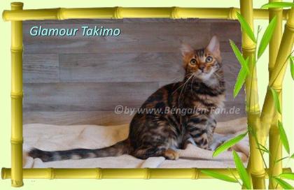 Cahsmere Bengal Kater sehr lieb pfiffig Evtl. sogar mit Zuchtfreigabe