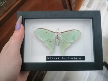 Entomologie Actias Dulcinea