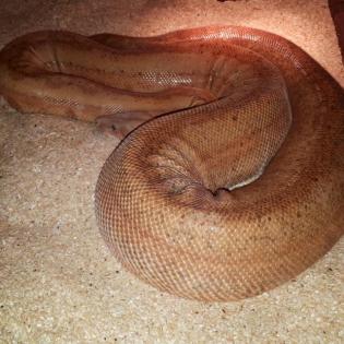 Adulte Boa constrictor / Zuchttiere