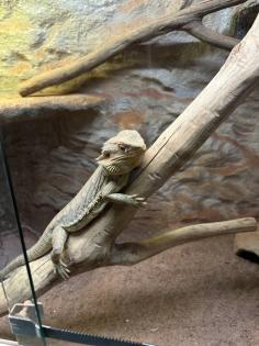 Bartagame in liebevolle Hände abzugeben