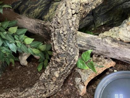1. 0 Python Regius Deep Purple Passion pos HGW
