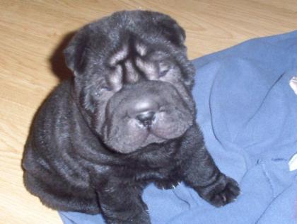 2. Shar Pei Treffen vom www. faltenhunde - forum. de