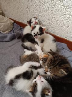 Katzenbabys abzugeben