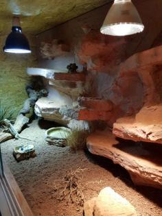Bartagamen mit Terrarium