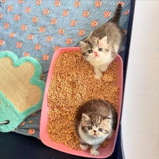 Exotic Shorthair Kitten männlich Fibie sucht eine neue Familie - mit Stammbaum