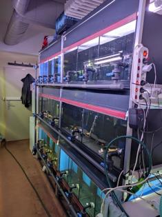 Profi Aquarium - Fisch-Zuchtanlage mit Ablaufvorrichtung