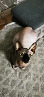 Canadian Sphynx Katzen und Kater