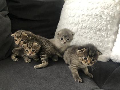 Katzenbabys geboren 23. 4. 23