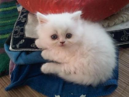 Perserkitten aus Würzburg sucht Zuhause
