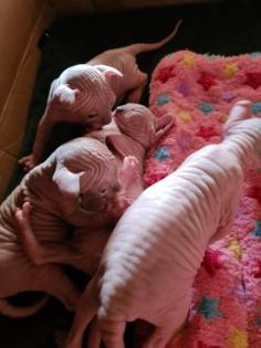Sphynx Elf Stammbaum blau Augen Kanadische Katze