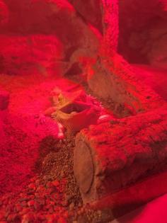 Bartagame mit Terrarium und Zubehör