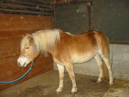 Haflinger-Wallach