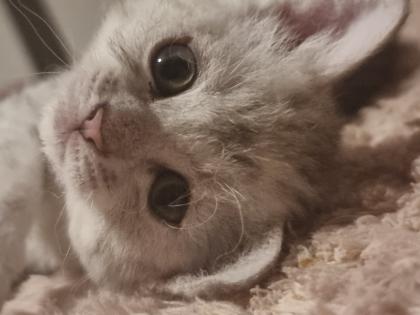4 zuckersüße Selkirk Rex/ Main-Coon Mix Kitten