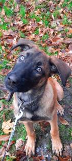 Malinois Welpe Hündin 15 Woche Belgische Schäferhündin Hund