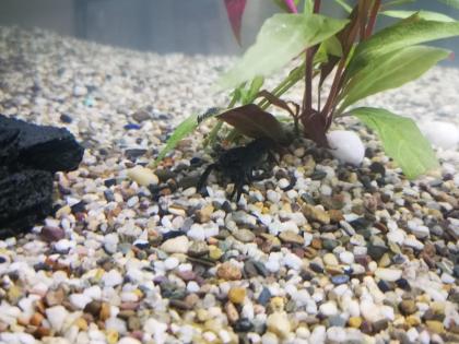 Cherax Lorentzi Krebse und Antennenwelse