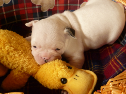 Süße Kampfschmuser - französische Bulldoggen Welpen