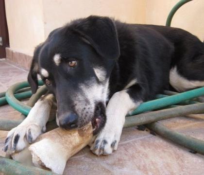 KIKA in letzter Sekunde aus dem Fluss gerettet