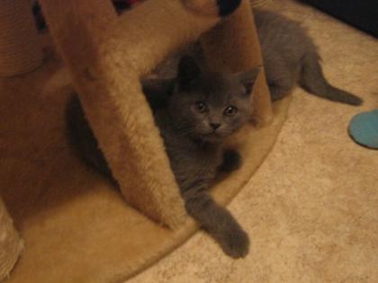 Süßer Katäuser Kater