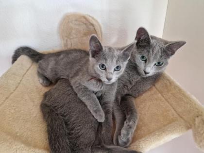Russisch Blau Kitten mit Stammbaum