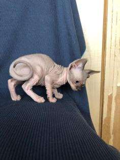 Sphynx Kätzchen