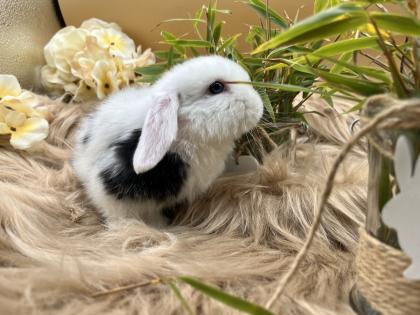 Minilop-Zwergwidder-Mini Lop-Zwergkaninchen-Tierversand möglich