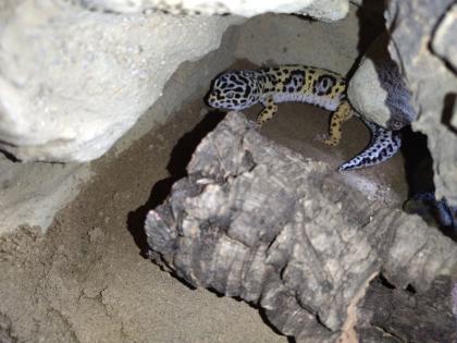 Leopardgecko Männchen, Blood x Bold Bandit