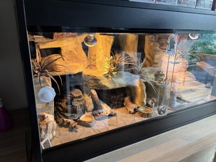 Terrarium inkl. einem Leopardgecko