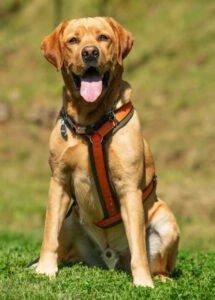 MR. SAM - Labrador - männlich 4 Jahre 58 cm 34 kg Gechipt Kastriert
