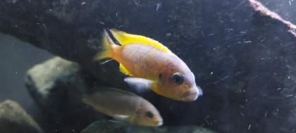 Metriaclima Daktari Ngombe 12stück malawi