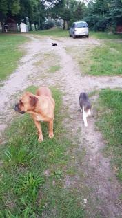 Wunderschöne Hundewelpen in Familienbande