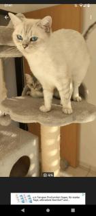 Bkh Seal silver Tabby Point mit Stammbaum