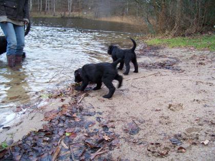 Vier schwarze Riesenschnauzer Welpen suchen ein liebevolles zu Hause