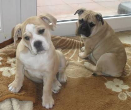 Old English Bulldog Welpen