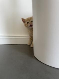 BKH Kitten Babykatzen