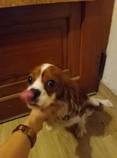 Cavalier King Charles Spaniel Rüde blenheim
