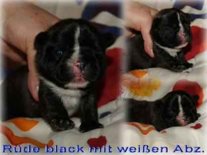 Französische Bulldoggen Babys suchen noch eine liebe Familie