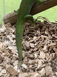 Phelsuma Grandis Männlein