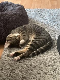 Europäische Kurzhaarkatze