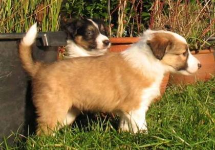 Colliewelpen abzugeben