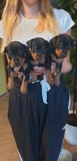Zwergpinscher/Rehpinscherwelpen