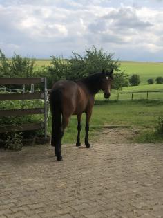 Reitpony Mix Wallach, 3 jährig, 1, 45 m, Freizeit, Western, Dressur