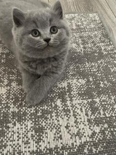 Britisch kurzhaar kitten