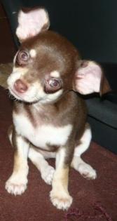 Süße Chihuahua Babys einer ist noch da