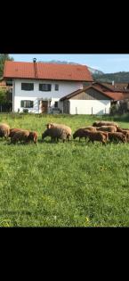 Suche Lämmer, Altschafe, Ziegen sowie Ziegenböcke