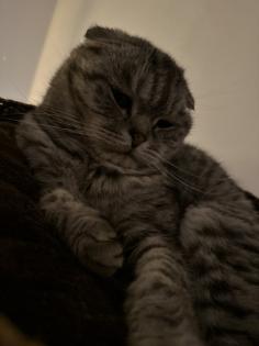 5 Jähriger kastriert Kater Nino Scottish Fold