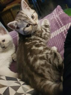 BKH Kitten Britisch Kurzhaar