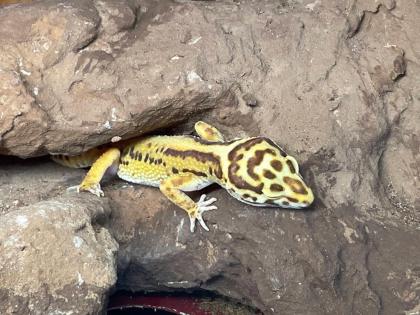 Leopardengecko Terrarium