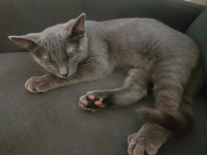 Kater, grau 4, 5 Monate